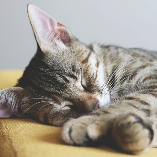 冷え むくみ 痛みに効くメリロートとは メリロートの詳しい効能について 医師が解説します Sai Ence Journal